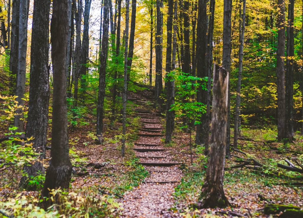 Image of woods in Kalamazoo, MI by Riley Crawford